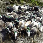 दशै नजिकिएसंगै पोखरा भित्रिए भेडा च्याङ्ग्रा