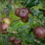 अजिरकोट गाउँपालिकामा पहिलो पटक फल्यो स्याउ