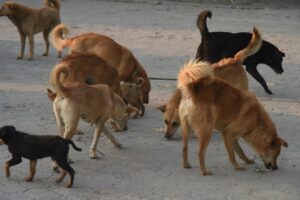 सामुदायिक कुकुर र बिरालोलाई बन्ध्याकरण तथा रेबिजविरुद्ध भ्याक्सिनका लागि संघसंस्थालाई काठमाडौं महानगरको आह्वान