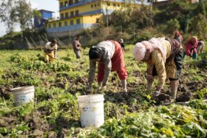 आलु भित्राउँदै पनौतीका किसानहरु