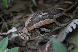 काेशी टप्पु: नेपालकाे पहिलाे रामसार क्षेत्र, तस्बिरमा हेर्नुस्