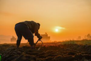 पानौतीमा जाडोयामको आलु खेतीमा व्यस्त किसान ( तस्बिरहरु)