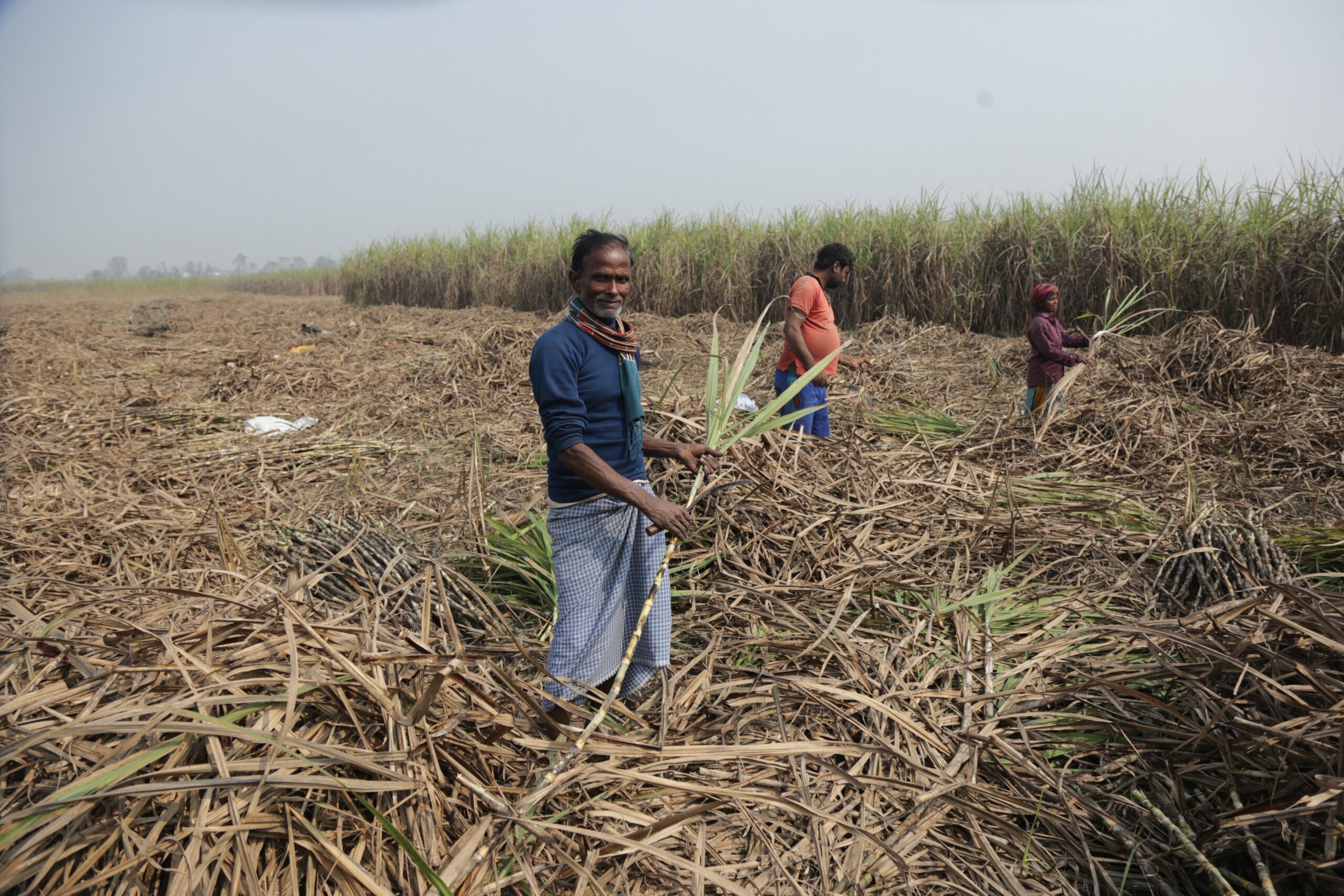 बाराका किसानलाई उखु काट्न चटारो (तस्बिरहरू)