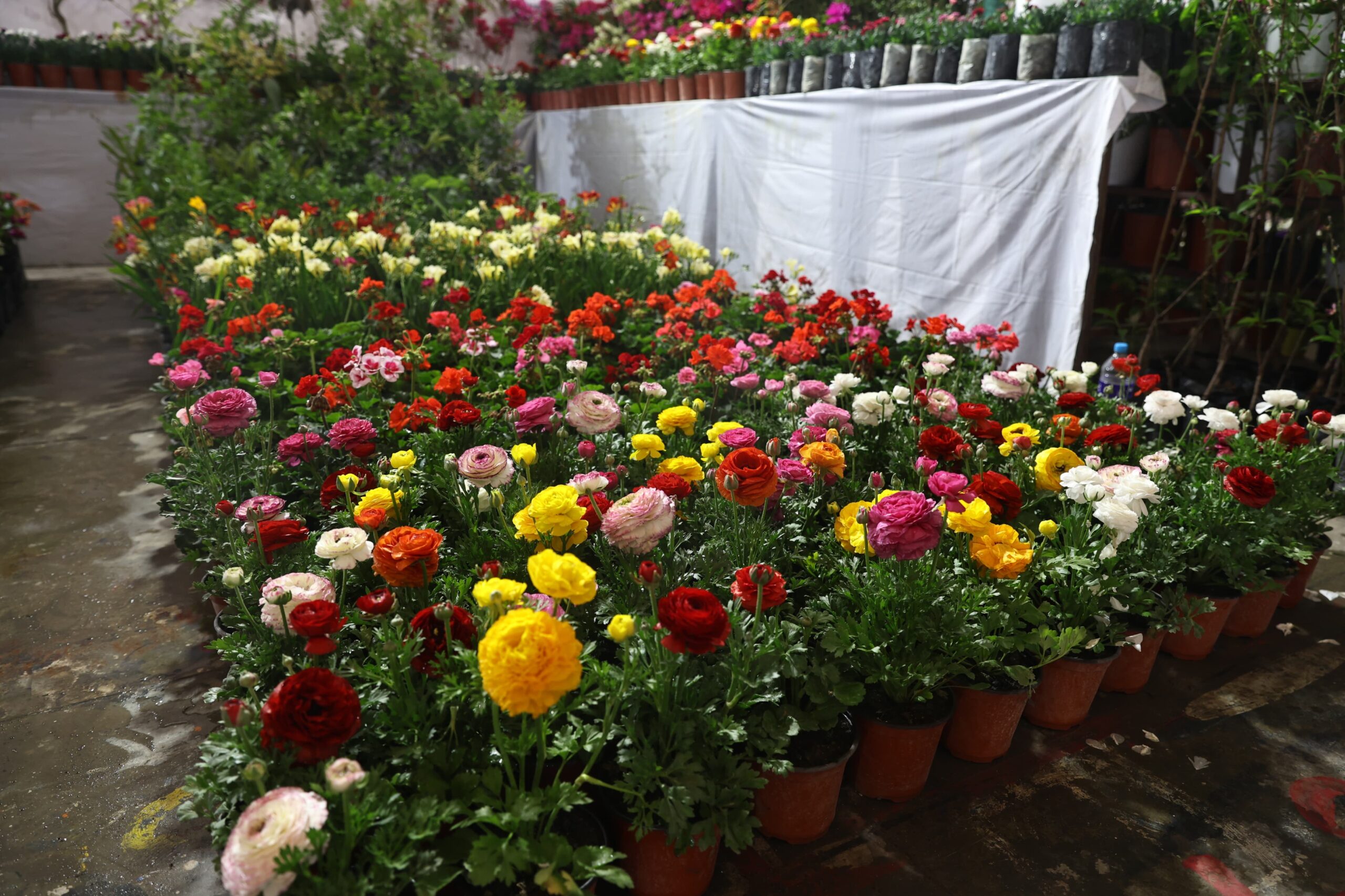 भृकुटीमण्डपमा सुरु भयो फ्लोरा एक्स्पो