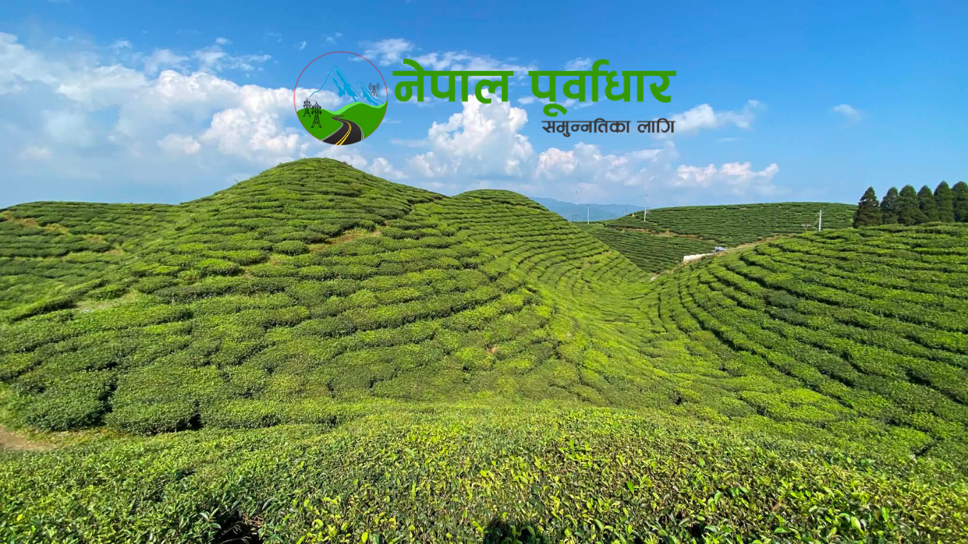 भारतीय नियमका कारण चिया उद्योग संकटमा, भोलिदेखि उद्योग र बगान बन्द हुने